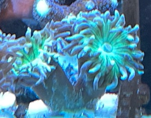 Duncanopsammia Axifuga (Bartkoralle) Meerwasser Korallen Bild 2
