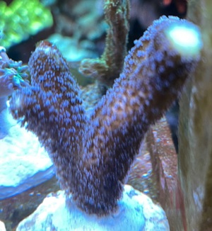 Stylophora Milka Koralle   Meerwasser   Mössingen Bild 2