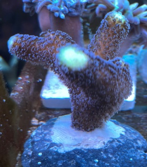 Stylophora Milka Koralle   Meerwasser   Mössingen Bild 3
