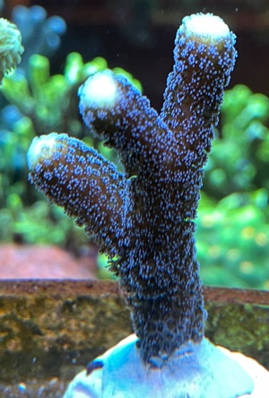 Stylophora Milka Koralle   Meerwasser   Mössingen Bild 1