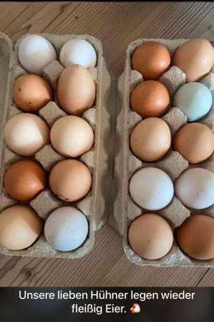 Bruteier , BE Hühner Eier Huhn küken Bild 2