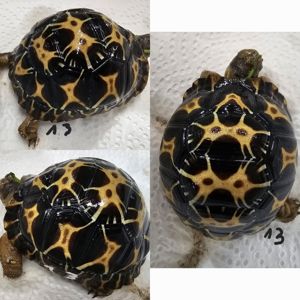 3 Astrochelys radiata von 2023  Strahlenschildkröten  Bild 2