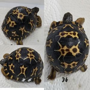 3 Astrochelys radiata von 2023  Strahlenschildkröten  Bild 3