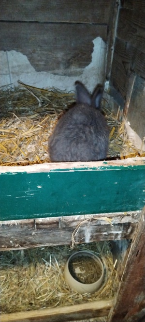 Kaninchen zuverkaufen Bild 3