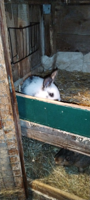 Kaninchen zuverkaufen Bild 8