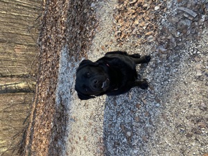 Labrador Deckrüde sofort Kostenlos!!! Bild 3