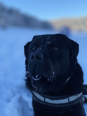 Labrador Deckrüde sofort Kostenlos!!!