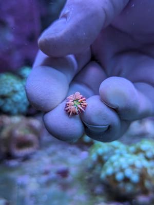 Meerwasser Ableger Korallen Acropora SPS LPS Caulastrea Euphyllia  Bild 9