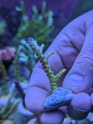 Meerwasser Ableger Korallen Acropora SPS LPS Caulastrea Euphyllia  Bild 5