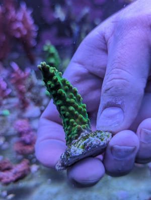 Meerwasser Ableger Korallen Acropora SPS LPS Caulastrea Euphyllia  Bild 3