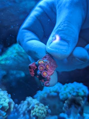 Meerwasser Ableger Korallen Acropora SPS LPS Caulastrea Euphyllia  Bild 4