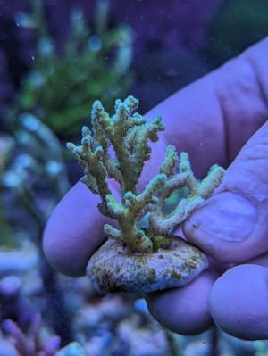 Meerwasser Ableger Korallen Acropora SPS LPS Caulastrea Euphyllia  Bild 6