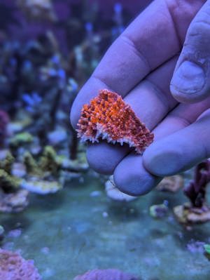 Meerwasser Ableger Korallen Acropora SPS LPS Caulastrea Euphyllia  Bild 1