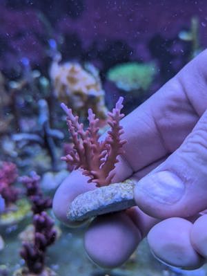 Meerwasser Ableger Korallen Acropora SPS LPS Caulastrea Euphyllia  Bild 8