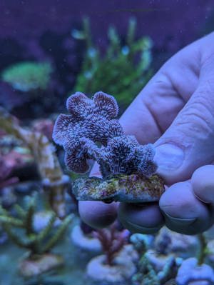 Meerwasser Ableger Korallen Acropora SPS LPS Caulastrea Euphyllia  Bild 7