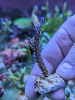 Meerwasser Ableger Korallen Acropora SPS LPS Caulastrea Euphyllia  Bild 10