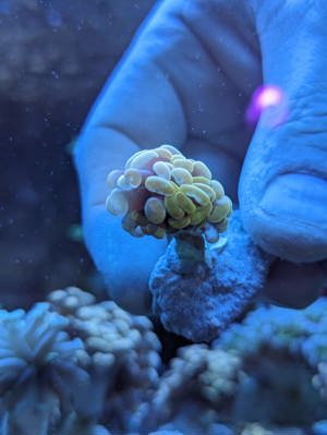 Meerwasser Ableger Korallen Acropora SPS LPS Caulastrea Euphyllia  Bild 2