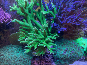 Korallenableger, Acropora, Montipora, Euphyllia, Caulastrea,... Bild 8