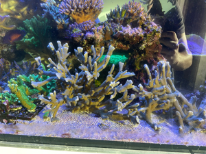 Korallenableger, Acropora, Montipora, Euphyllia, Caulastrea,... Bild 2
