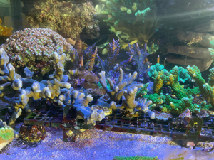 Korallenableger, Acropora, Montipora, Euphyllia, Caulastrea,... Bild 7