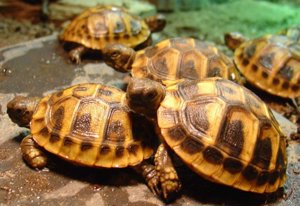 Griechische Landschildkröten (THB) NZ von 2021, 2022 und 2023 Bild 1