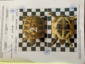 10 griechische Landschildkröten Thb Nachzuchten aus 2022 oder 2023 Bild 3