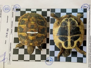 Griechische Landschildkröten (THB) NZ von 2021, 2022 und 2023 Bild 7