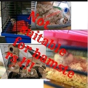 Zwerghamster. Hamster. Goldhamster. Information über die artgerechte Hamster Haltung. Bild 9