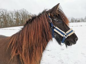 Pflege-  Reitbeteiligung Islandpferd