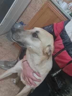 KYRA- hübsches Hundemädchen sucht Zuhause Bild 4