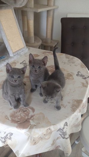 Russisch Blau Kitten