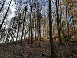 Wald bei Streitberg zu verkaufen! Bild 4