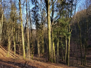 Wald bei Streitberg zu verkaufen! Bild 2