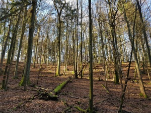 Wald bei Streitberg zu verkaufen! Bild 1