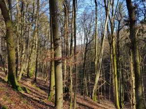 Wald bei Streitberg zu verkaufen! Bild 3