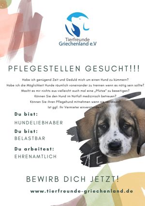 Dringend Pflegestellen gesucht für Tierschutzhunde