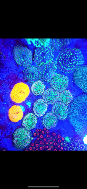 Fungias Meerwasser Korallen Bild 1