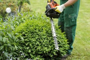 Gartenpflege Gartenarbeit Baumschnitt Baumfällung Heckenschnitt Rasenpflege Garten Landschaftsbau 