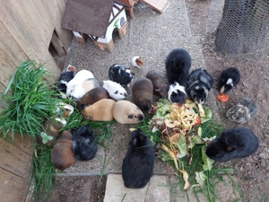 Kaninchen und Meerschweinchen 