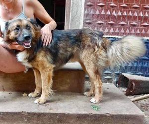 Mimo liebt Menschen und andere Hunde
