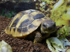 Schildkröte Baby Griechische Landschildkröte Testudo Hermanni (Weiblich   Männlich nicht bestimmbar)