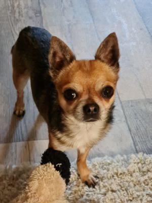 Süsser Chihuahua Rüde bietet seine Deckdienste an