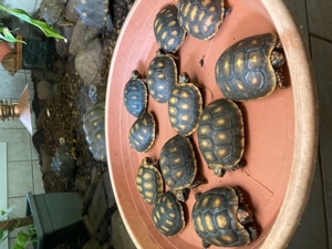 Köhlerschildkröten eigene Nachzuchten 2023 Bild 3