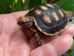 Köhlerschildkröten eigene Nachzuchten 2023 Bild 4