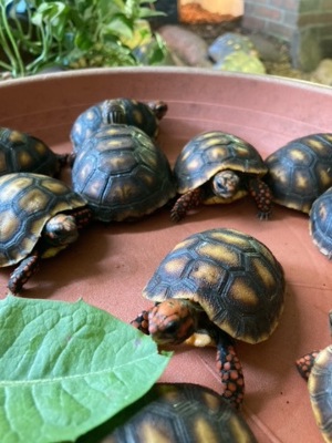 Köhlerschildkröten eigene Nachzuchten 2023 Bild 5