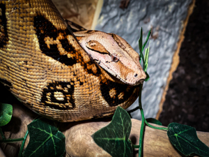 Boa Constrictor Imperator Costa-Rica (Male)