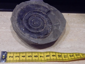 Fossilien Ammonit