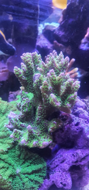 Großer AblegerMontipora Star Wars Aquarium gewachsen 