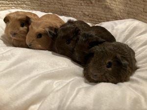 Meerschweinchen California zuckersüß suchen ein liebes Zuhause