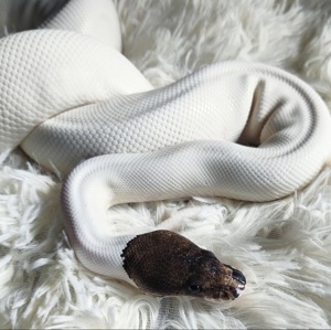 0.1 cinnamon Mojave (Sanvannah) Piebald Königspython (2018)